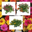 Afbeelding van Portulaca P12 Divers